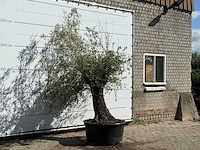 Olijfboom bonsai - olea europaea - ca. 100 jaar oud - hoogte ca. 240 cm - afbeelding 3 van  3