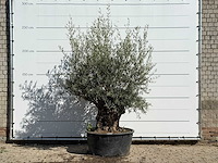 Olijfboom bonsai - olea europaea - ca. 100 jaar oud - hoogte ca. 240 cm - afbeelding 1 van  3