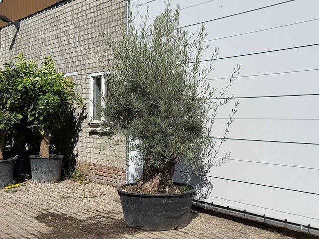 Olijfboom bonsai - olea europaea - ca. 100 jaar oud - hoogte ca. 240 cm - afbeelding 2 van  3