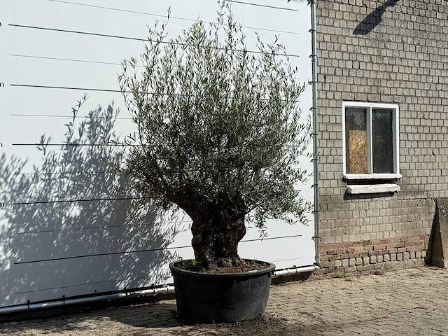 Olijfboom bonsai - olea europaea - ca. 100 jaar oud - hoogte ca. 240 cm - afbeelding 3 van  3