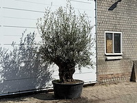 Olijfboom bonsai - olea europaea - ca. 100 jaar oud - hoogte ca. 240 cm - afbeelding 3 van  3