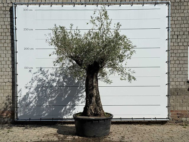 Olijfboom bonsai - olea europaea - ca. 100 jaar oud - hoogte ca. 250 cm - afbeelding 1 van  3