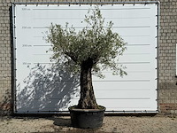 Olijfboom bonsai - olea europaea - ca. 100 jaar oud - hoogte ca. 250 cm - afbeelding 1 van  3