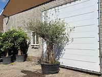 Olijfboom bonsai - olea europaea - ca. 100 jaar oud - hoogte ca. 250 cm - afbeelding 2 van  3