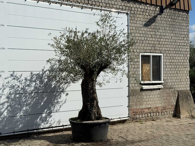 Olijfboom bonsai - olea europaea - ca. 100 jaar oud - hoogte ca. 250 cm - afbeelding 3 van  3