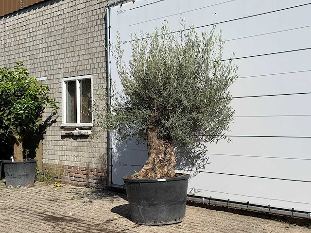 Olijfboom bonsai - olea europaea - ca. 100 jaar oud - hoogte ca. 250 cm - afbeelding 2 van  3