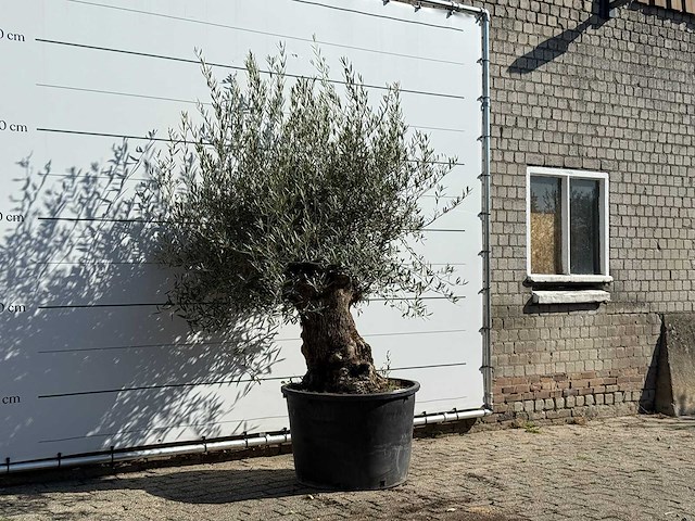 Olijfboom bonsai - olea europaea - ca. 100 jaar oud - hoogte ca. 250 cm - afbeelding 3 van  3