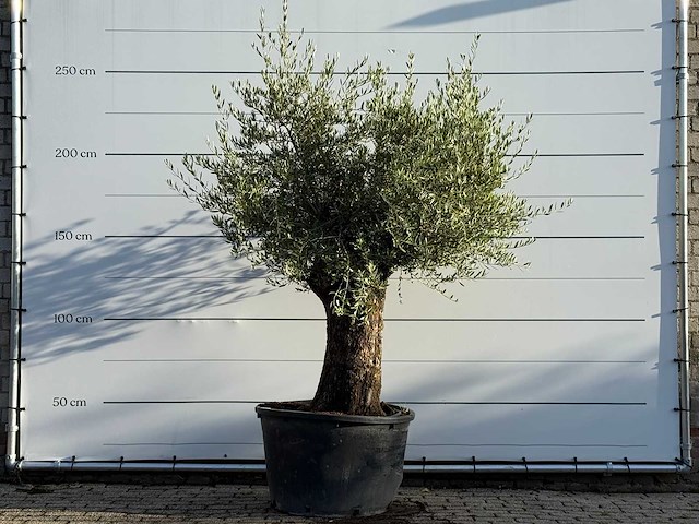 Olijfboom bonsai - olea europaea - ca. 100 jaar oud - hoogte ca. 250 cm - afbeelding 1 van  3