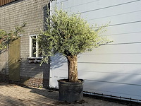 Olijfboom bonsai - olea europaea - ca. 100 jaar oud - hoogte ca. 250 cm - afbeelding 2 van  3