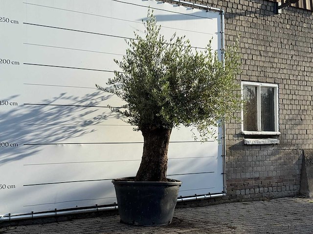 Olijfboom bonsai - olea europaea - ca. 100 jaar oud - hoogte ca. 250 cm - afbeelding 3 van  3