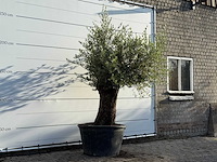 Olijfboom bonsai - olea europaea - ca. 100 jaar oud - hoogte ca. 250 cm - afbeelding 3 van  3