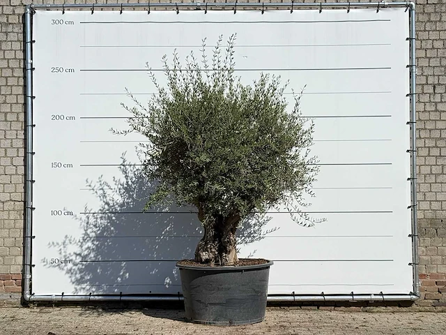 Olijfboom bonsai - olea europaea - ca. 100 jaar oud - hoogte ca. 250 cm - afbeelding 1 van  3