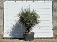 Olijfboom bonsai - olea europaea - ca. 100 jaar oud - hoogte ca. 250 cm