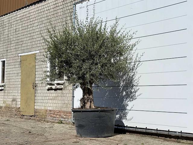 Olijfboom bonsai - olea europaea - ca. 100 jaar oud - hoogte ca. 250 cm - afbeelding 2 van  3