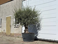 Olijfboom bonsai - olea europaea - ca. 100 jaar oud - hoogte ca. 250 cm - afbeelding 2 van  3