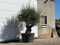 Olijfboom bonsai - olea europaea - ca. 100 jaar oud - hoogte ca. 250 cm - afbeelding 3 van  3