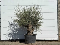 Olijfboom bonsai - olea europaea - ca. 100 jaar oud - hoogte ca. 250 cm