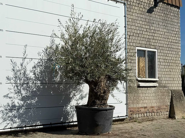 Olijfboom bonsai - olea europaea - ca. 100 jaar oud - hoogte ca. 250 cm - afbeelding 3 van  4
