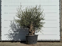 Olijfboom bonsai - olea europaea - ca. 100 jaar oud - hoogte ca. 250 cm - afbeelding 4 van  4