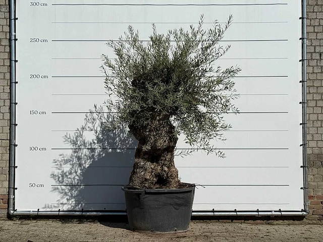 Olijfboom bonsai - olea europaea - ca. 100 jaar oud - hoogte ca. 250 cm - afbeelding 1 van  3