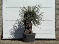 Olijfboom bonsai - olea europaea - ca. 100 jaar oud - hoogte ca. 250 cm