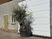 Olijfboom bonsai - olea europaea - ca. 100 jaar oud - hoogte ca. 250 cm - afbeelding 2 van  3