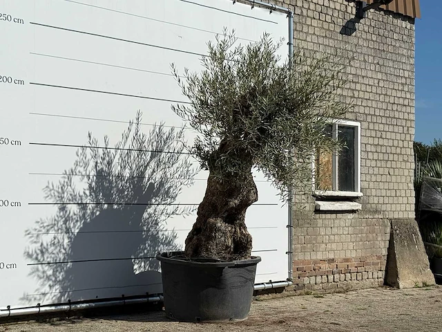 Olijfboom bonsai - olea europaea - ca. 100 jaar oud - hoogte ca. 250 cm - afbeelding 3 van  3