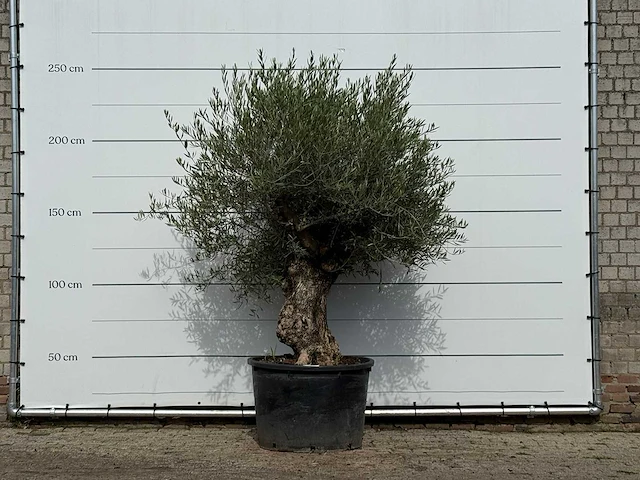 Olijfboom bonsai - olea europaea - ca. 100 jaar oud - hoogte ca. 250 cm - afbeelding 1 van  3