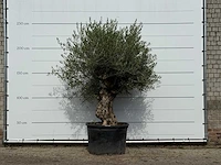 Olijfboom bonsai - olea europaea - ca. 100 jaar oud - hoogte ca. 250 cm