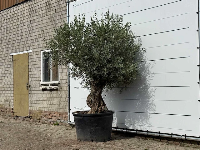Olijfboom bonsai - olea europaea - ca. 100 jaar oud - hoogte ca. 250 cm - afbeelding 2 van  3