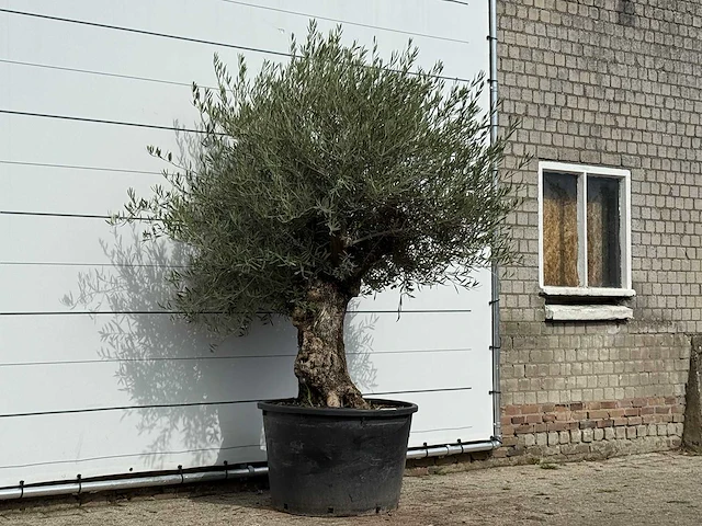 Olijfboom bonsai - olea europaea - ca. 100 jaar oud - hoogte ca. 250 cm - afbeelding 3 van  3