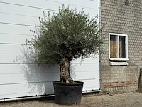 Olijfboom bonsai - olea europaea - ca. 100 jaar oud - hoogte ca. 250 cm - afbeelding 3 van  3