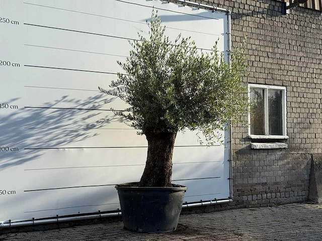 Olijfboom bonsai - olea europaea - ca. 100 jaar oud - hoogte ca. 250 cm - afbeelding 3 van  3