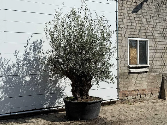Olijfboom bonsai - olea europaea - ca. 100 jaar oud - hoogte ca. 250 cm - afbeelding 3 van  3