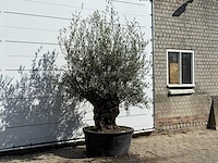 Olijfboom bonsai - olea europaea - ca. 100 jaar oud - hoogte ca. 250 cm - afbeelding 3 van  3