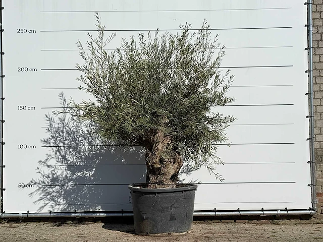 Olijfboom bonsai - olea europaea - ca. 100 jaar oud - hoogte ca. 250 cm - afbeelding 1 van  4