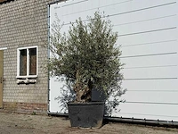 Olijfboom bonsai - olea europaea - ca. 100 jaar oud - hoogte ca. 250 cm - afbeelding 2 van  4
