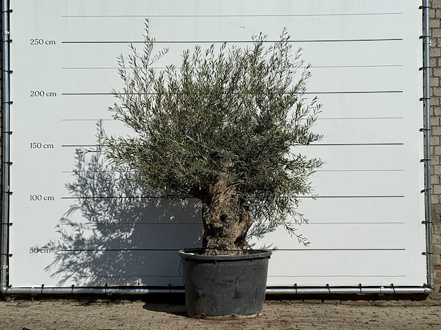Olijfboom bonsai - olea europaea - ca. 100 jaar oud - hoogte ca. 250 cm - afbeelding 4 van  4