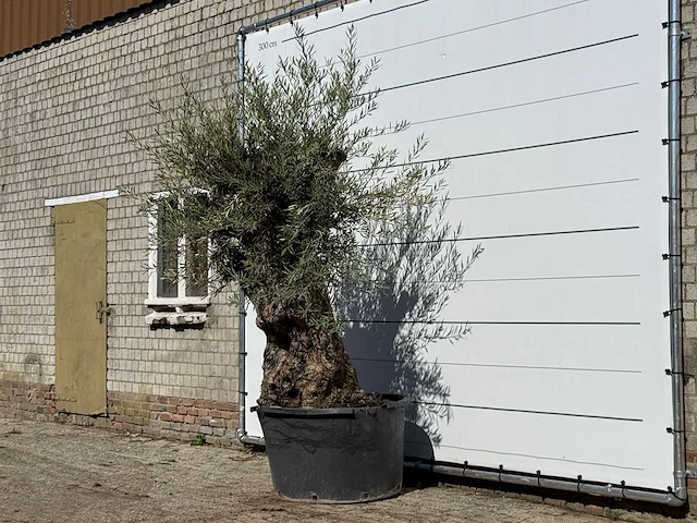 Olijfboom bonsai - olea europaea - ca. 100 jaar oud - hoogte ca. 250 cm - afbeelding 2 van  3