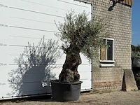 Olijfboom bonsai - olea europaea - ca. 100 jaar oud - hoogte ca. 250 cm - afbeelding 3 van  3