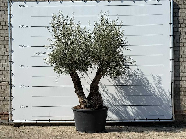 Olijfboom bonsai - olea europaea - ca. 100 jaar oud - hoogte ca. 260 cm - afbeelding 1 van  3