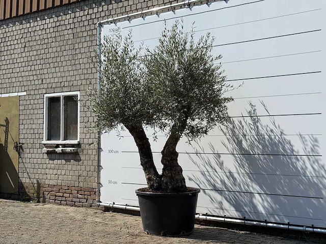 Olijfboom bonsai - olea europaea - ca. 100 jaar oud - hoogte ca. 260 cm - afbeelding 2 van  3
