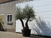 Olijfboom bonsai - olea europaea - ca. 100 jaar oud - hoogte ca. 260 cm - afbeelding 2 van  3