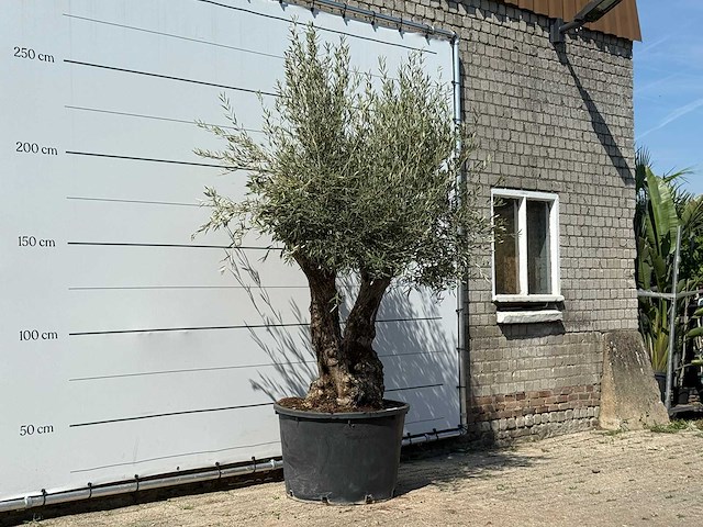 Olijfboom bonsai - olea europaea - ca. 100 jaar oud - hoogte ca. 260 cm - afbeelding 3 van  3