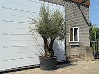 Olijfboom bonsai - olea europaea - ca. 100 jaar oud - hoogte ca. 260 cm - afbeelding 3 van  3
