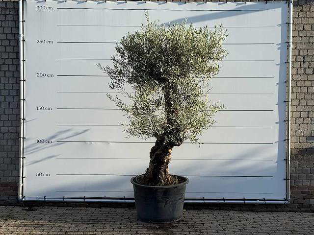 Olijfboom bonsai - olea europaea - ca. 100 jaar oud - hoogte ca. 260 cm - afbeelding 1 van  3