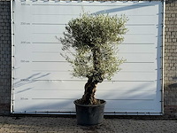 Olijfboom bonsai - olea europaea - ca. 100 jaar oud - hoogte ca. 260 cm - afbeelding 1 van  3