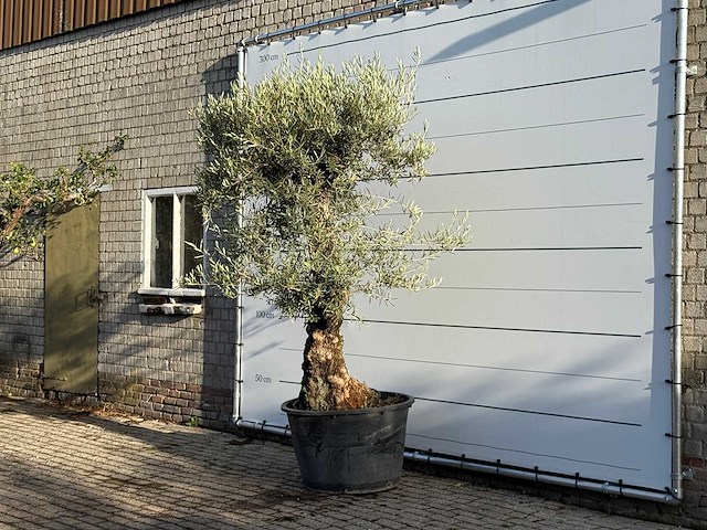 Olijfboom bonsai - olea europaea - ca. 100 jaar oud - hoogte ca. 260 cm - afbeelding 2 van  3