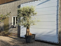 Olijfboom bonsai - olea europaea - ca. 100 jaar oud - hoogte ca. 260 cm - afbeelding 2 van  3