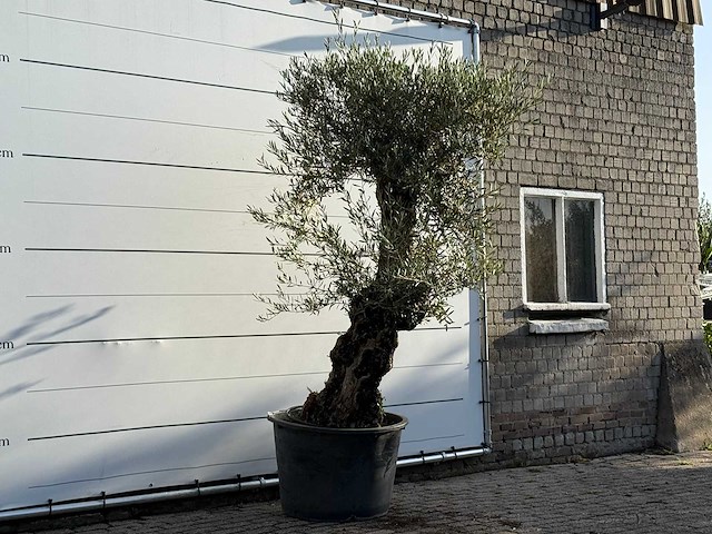 Olijfboom bonsai - olea europaea - ca. 100 jaar oud - hoogte ca. 260 cm - afbeelding 3 van  3
